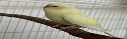 Budgerigars birds for sale: Baby Budgies - Advert 4