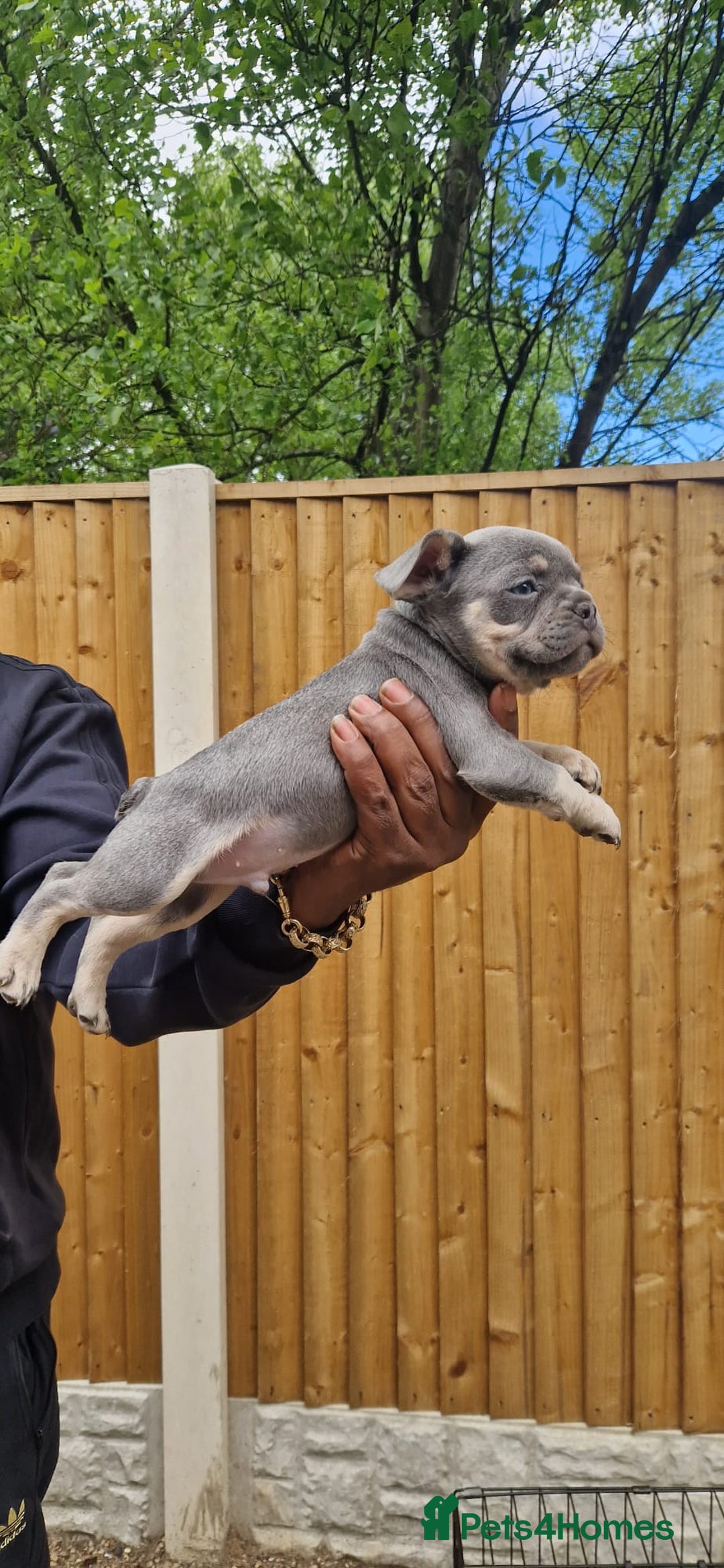 French Bulldog dogs for sale: 2girls and 1 boy French bull dogs  - Advert 3