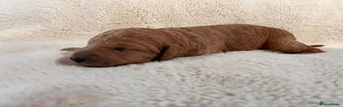 Goldendoodle 4