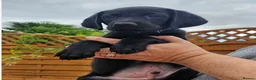 Labrador Retriever dogs for sale: Amazing Labrador Puppies for sale - Advert 31