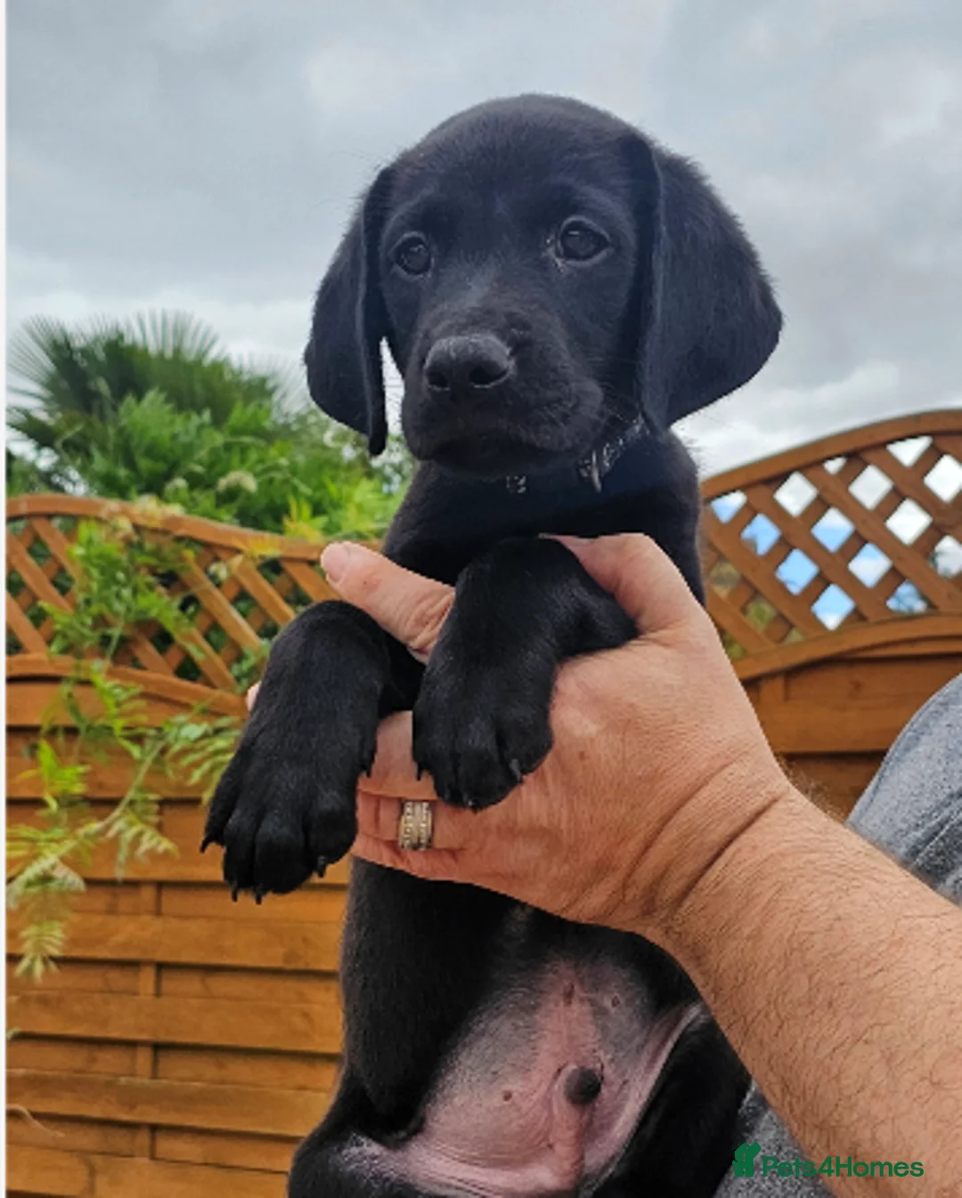 Labrador Retriever dogs for sale: Amazing Labrador Puppies for sale - Advert 31