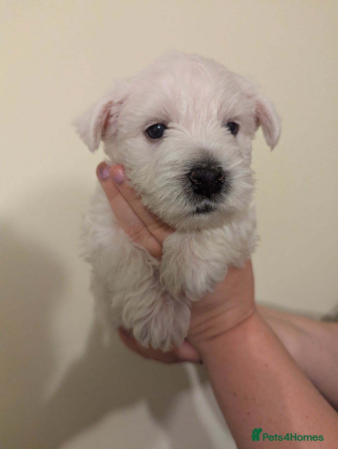 West Highland Terrier dogs for sale: Beautiful KC Registered White WestHighland Terrier - Advert 18