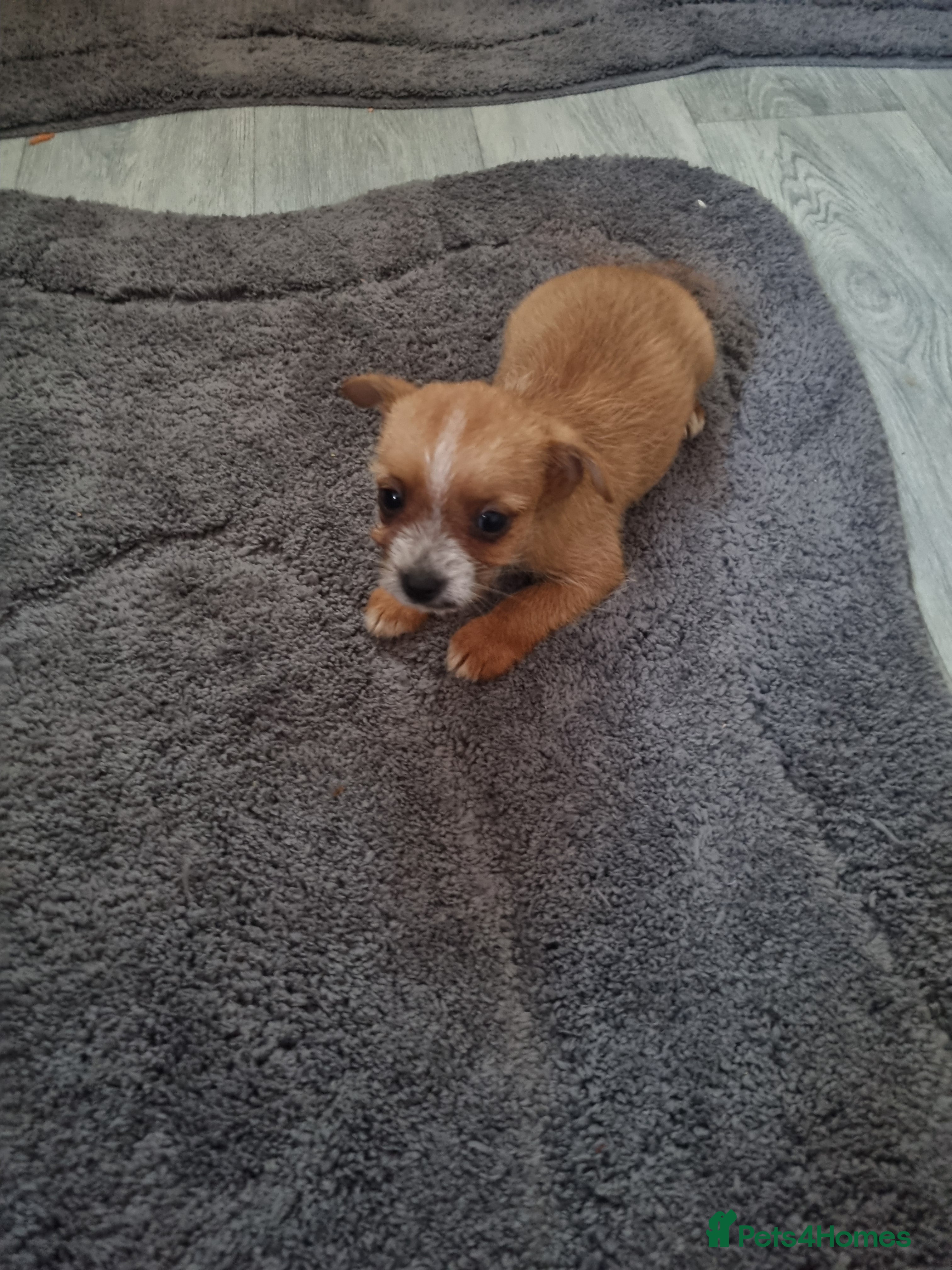 Chihuahua dogs Chihuahua puppies  - Advert 2