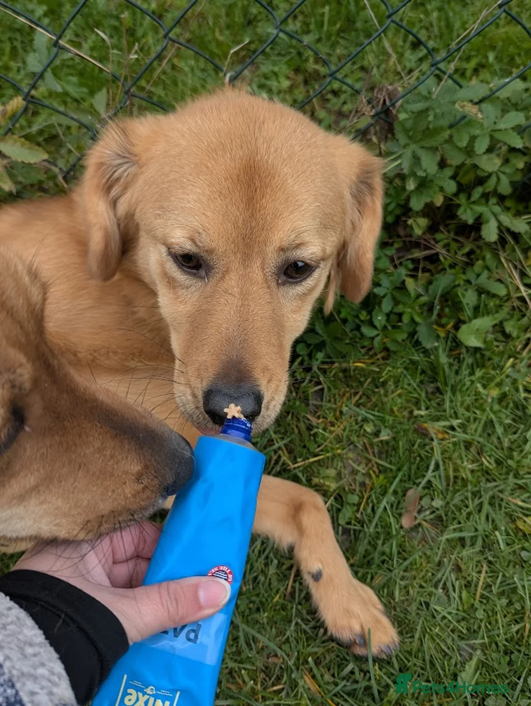 Mixed Breed dogs for adoption: Jess for adoption in Uxbridge - Advert 7