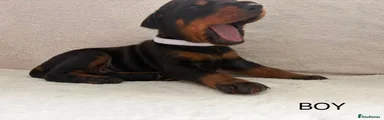 Dobermann 2
