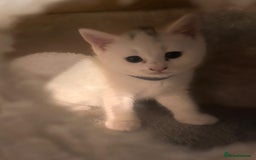 British Shorthair cats for sale: Adorable British Shorthair Kittens for sale!  - Image 7