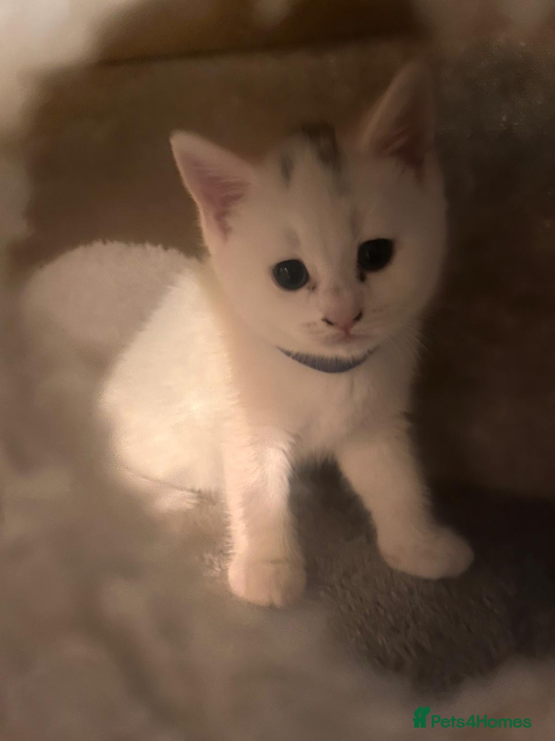 British Shorthair cats for sale: Adorable British Shorthair Kittens for sale!  - Image 7