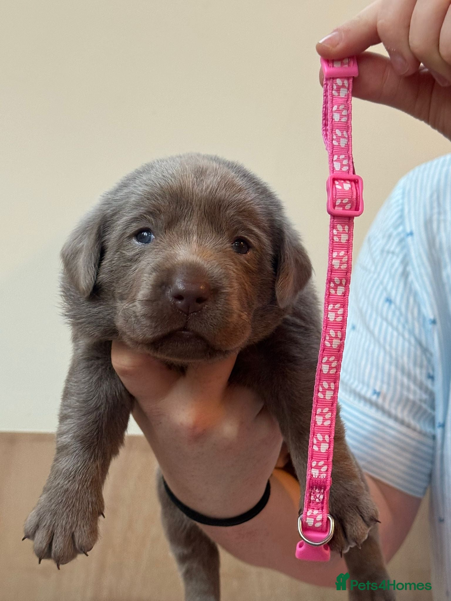 Labrador Retriever dogs 🐾✨ Silver Lab Pups – 3 girls and 1 boy left ✨🐾 - Advert 1