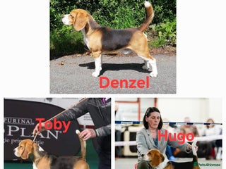 Beagle dogs in Wrexham - Advert 2