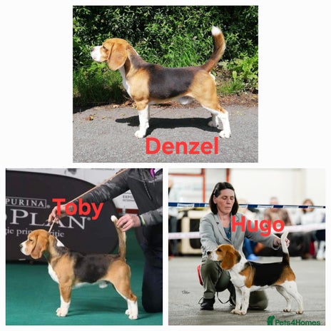 Beagle dogs in Wrexham - Advert 1