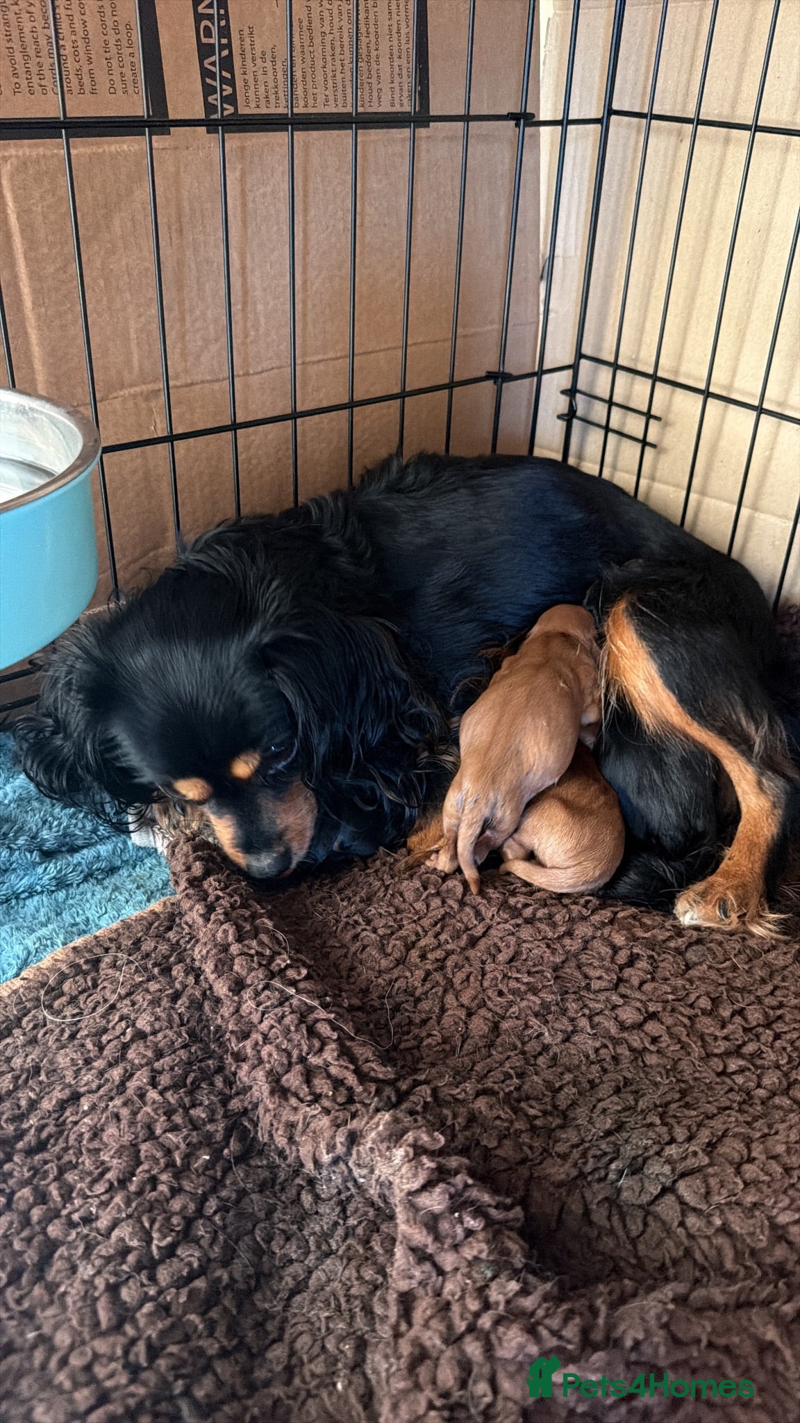Cavapoochon dogs Cavalier King Charles Spaniel / Cavapooshon pups - Advert 2