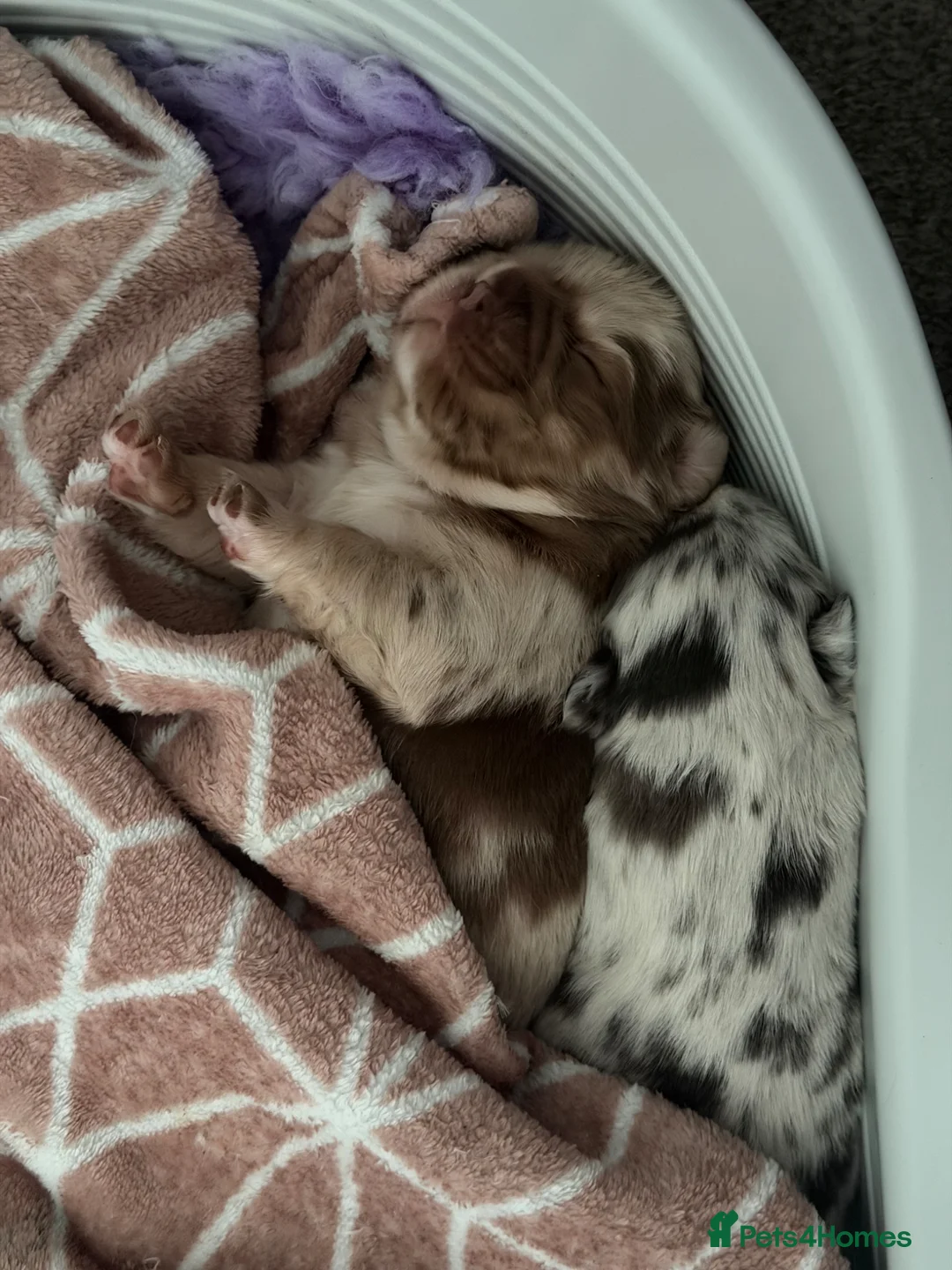 French Bulldog dogs for sale: French bulldog puppy’s  - Advert 15