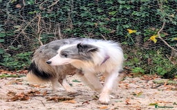 Border Collie dogs for stud: Macca - Image 2