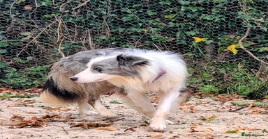 Border Collie dogs - Advert 4