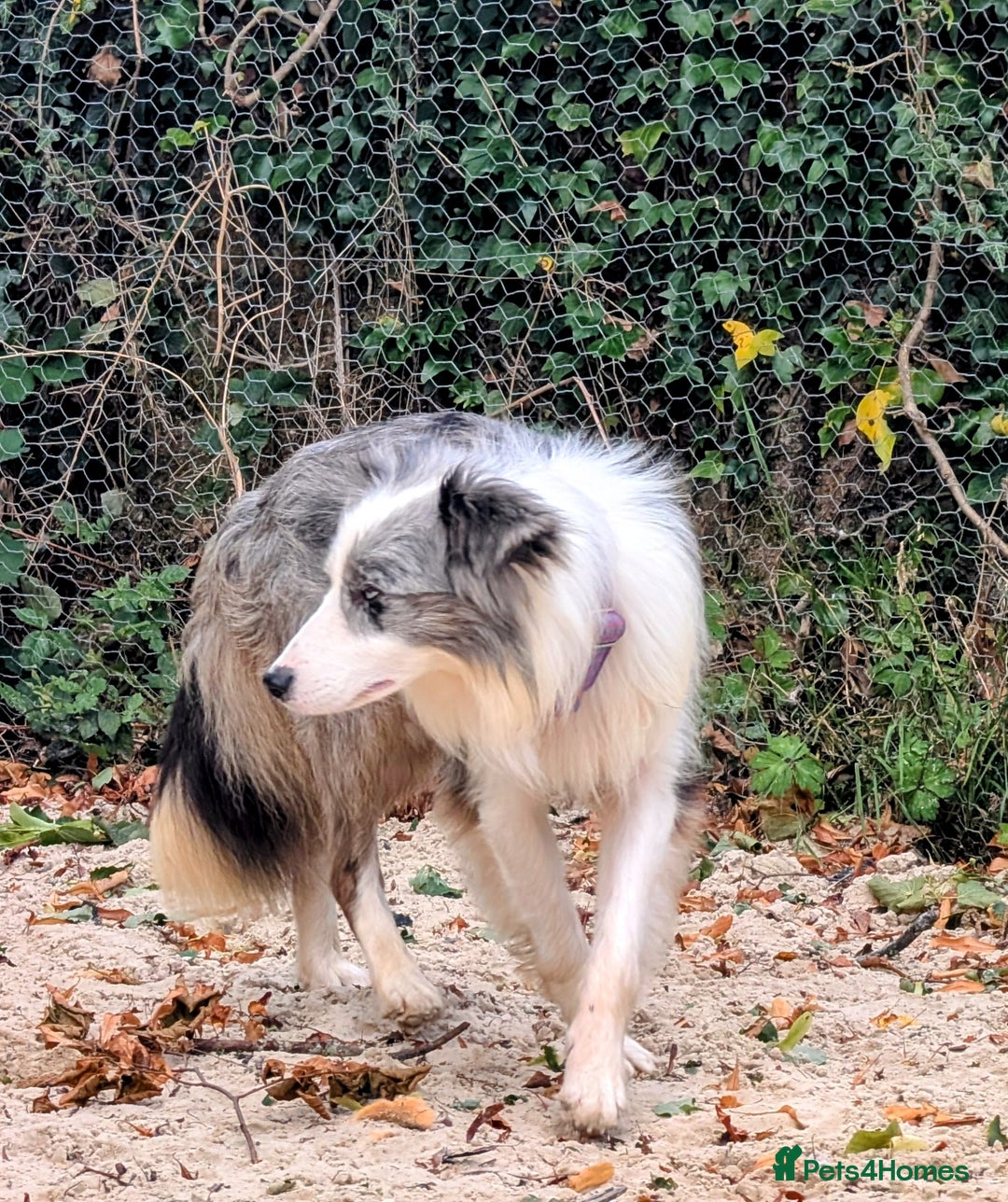 Border Collie dogs for stud: Macca - Image 2