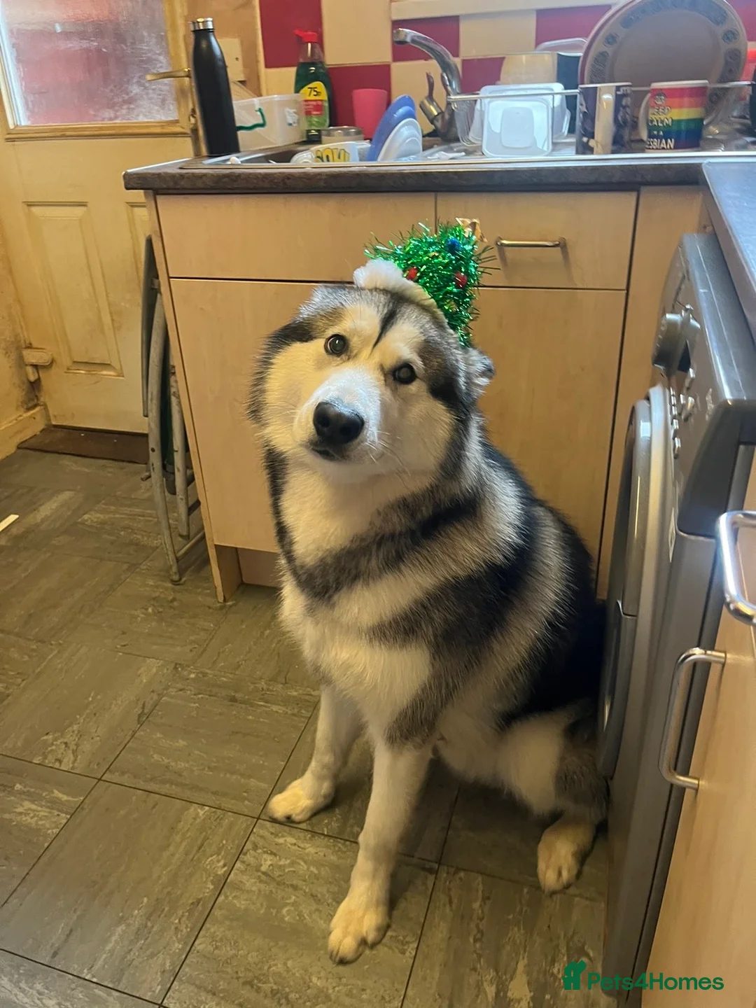 Alaskan Malamute dogs for stud: Enzo the Alaskan malamute for stud  - Advert 4