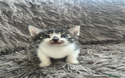 Bengal cats for sale: RUSSIAN BLUE BENGLES - Image 7