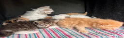 Selkirk Rex cats for sale: Beautiful Selkirk rex kitten  - Advert 17
