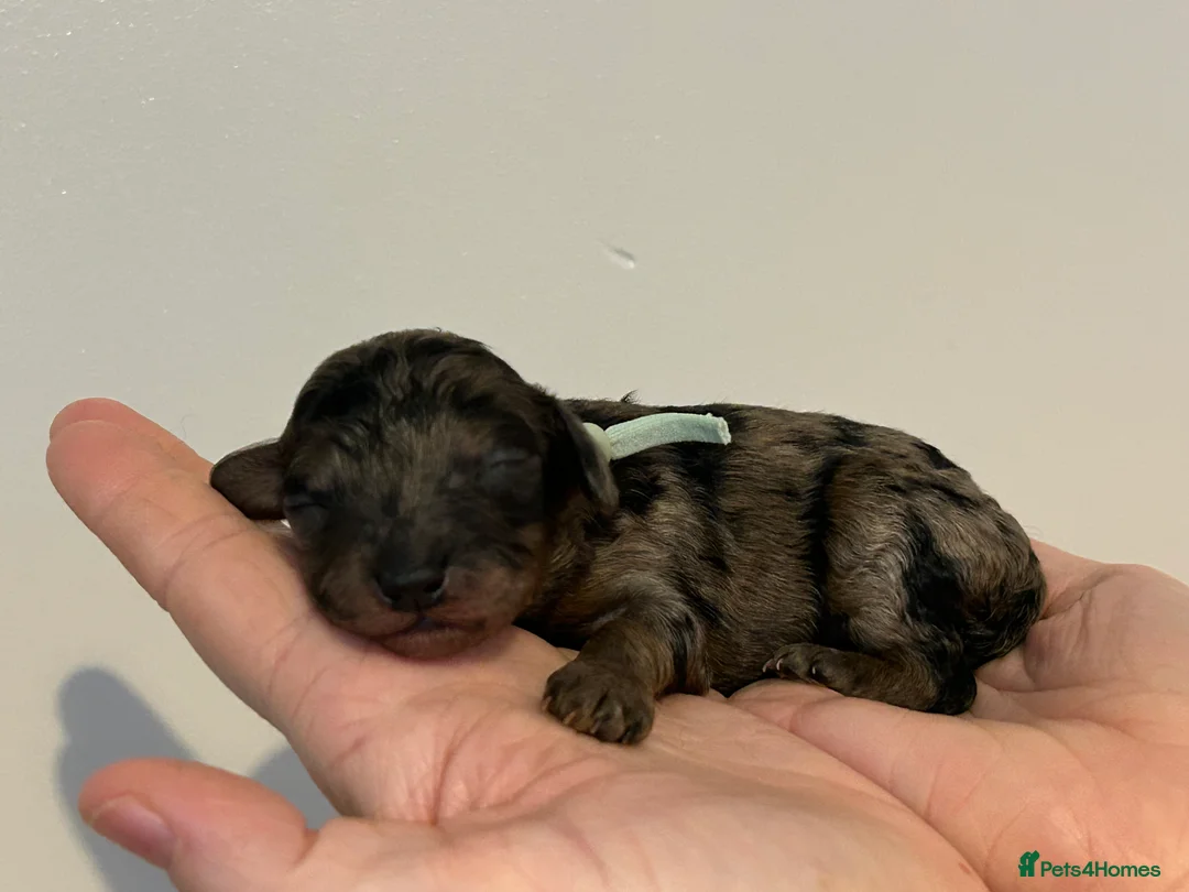 Miniature Poodle dogs for sale: Beautiful Merle Miniature Poodles in Crowborough - Advert 11