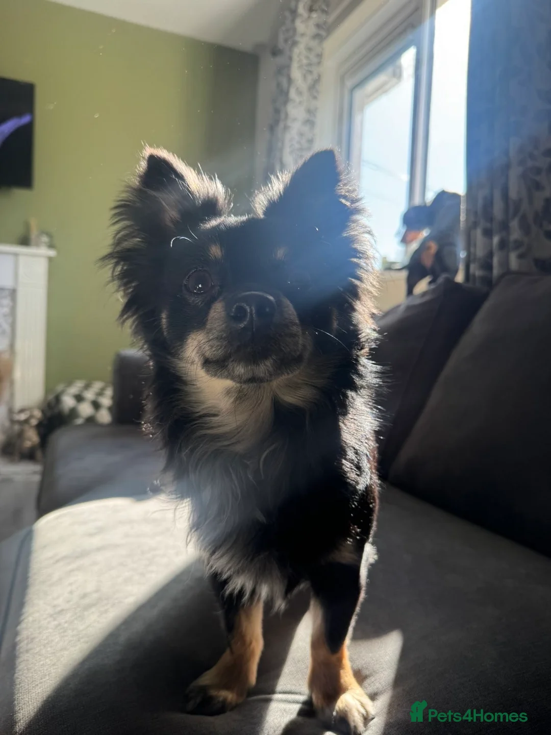 Chihuahua dogs for stud: Chihuahua for stud in Belfast - Advert 4