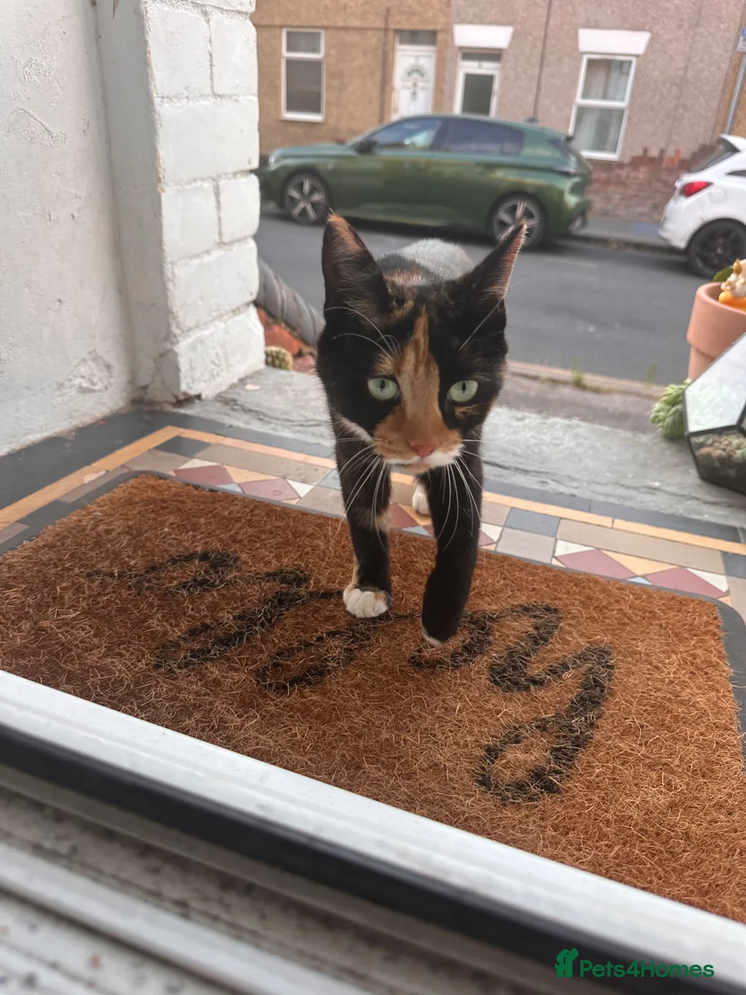 Domestic Shorthair cats for sale: Fudge and Tacco  - Advert 2