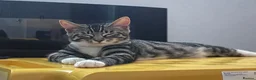 Mixed Breed cats for sale: 5 month old female kitten (mum is a Maincoon) - Advert 2