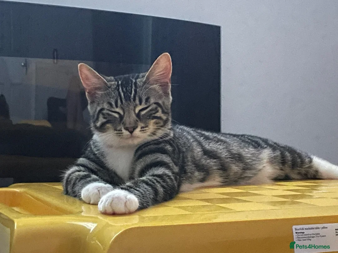 Mixed Breed cats for sale: 5 month old female kitten (mum is a Maincoon) - Advert 2