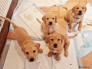 Labrador Retriever dogs Friendly labrador retriever - Advert 8