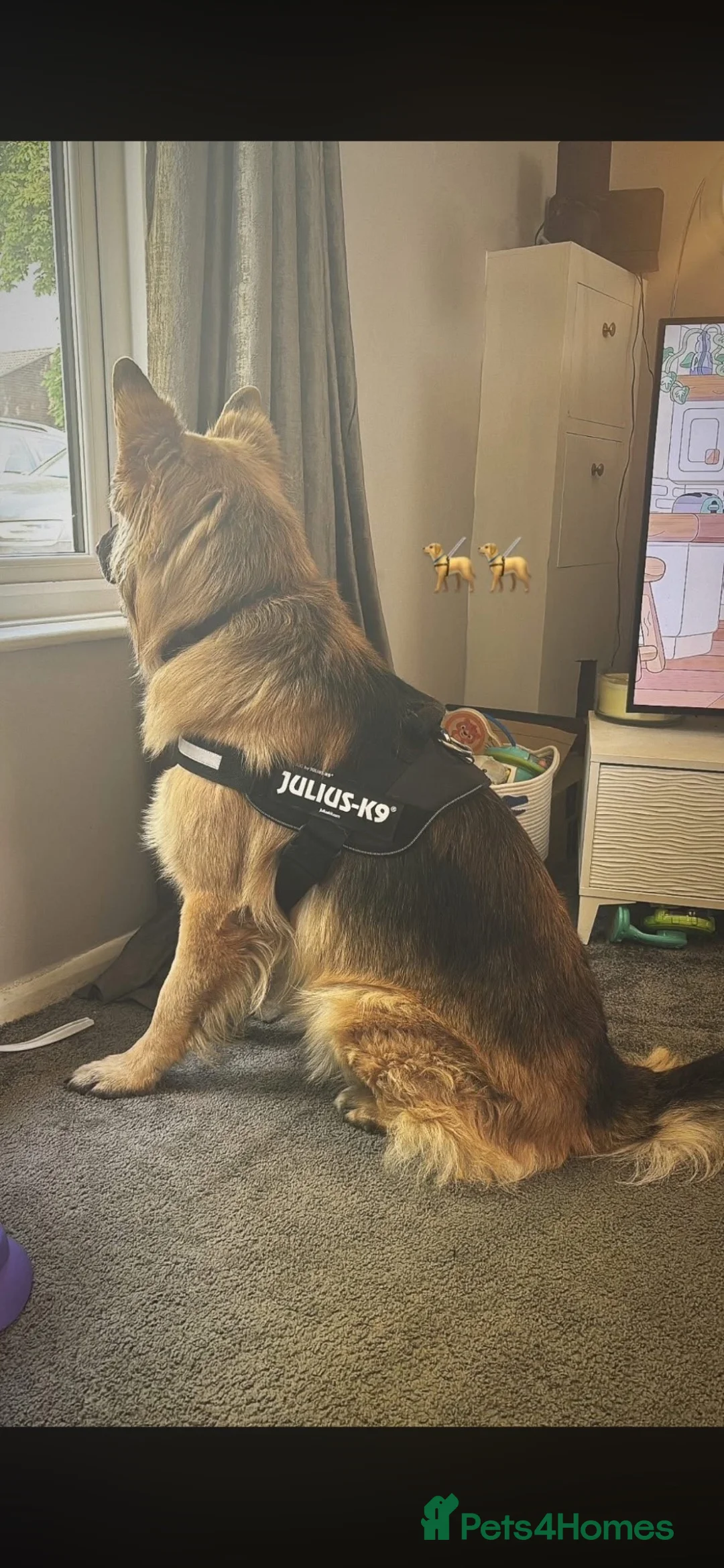 German Shepherd dogs for sale: Miller  in Ipswich - Advert 1