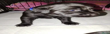 Labrador Retriever Puppy 4