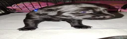 Labrador Retriever dogs for sale: Gorgeous  labrador retriever puppies for s in Durham - Advert 5
