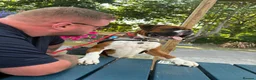 Boxer dogs for stud: Boxer dog for stud  - Advert 12