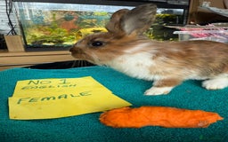 English rabbits for sale: Rabbits for sale , various sexes avaliable  - Image 2