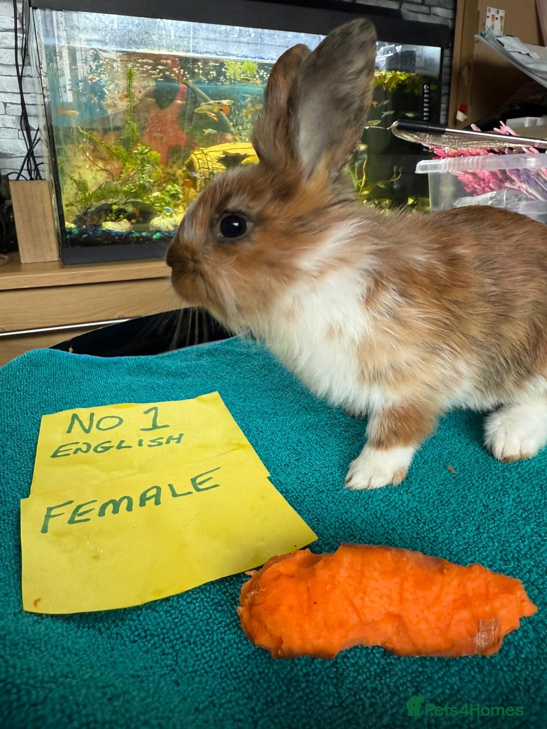 English rabbits for sale: Rabbits for sale , various sexes avaliable  - Image 2