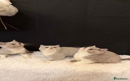 British Shorthair cats for sale: 💗 Gorgeous Full Pedigree BSH Trusted Breeder 💗 - Advert 13