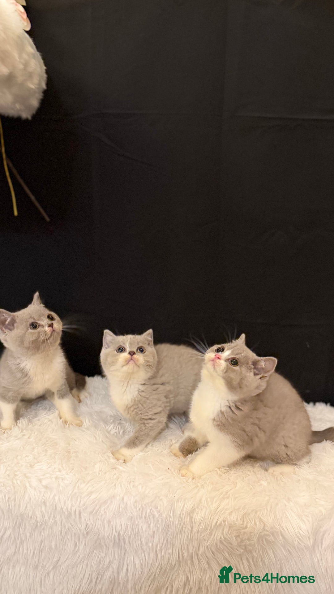 British Shorthair cats for sale: 💗 Gorgeous Full Pedigree BSH Trusted Breeder 💗 - Advert 13
