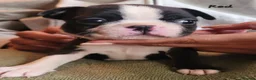 Boston Terrier dogs for sale: Beautiful Boston Babies looking for forever family - Advert 13