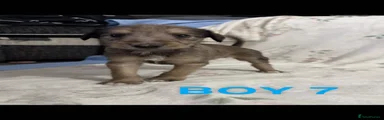 Bedlington whippet 