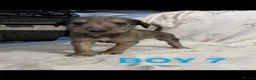 Mixed Breed dogs for sale: BEDLINGTON WHIPPET  - Advert 10