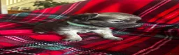 Chihuahua dogs for sale: Longhaired Chihuahua  - Advert 7