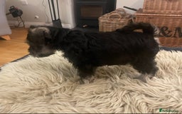 Miniature Schnauzer dogs for sale: KC reg Beautiful miniature Schnauzer puppies  - Image 9