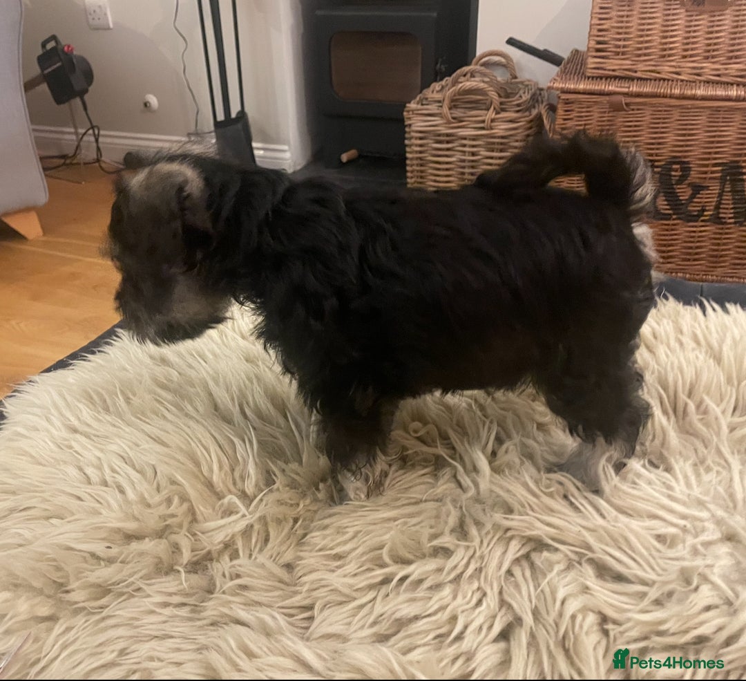 Miniature Schnauzer dogs for sale: KC reg Beautiful miniature Schnauzer puppies  - Image 9