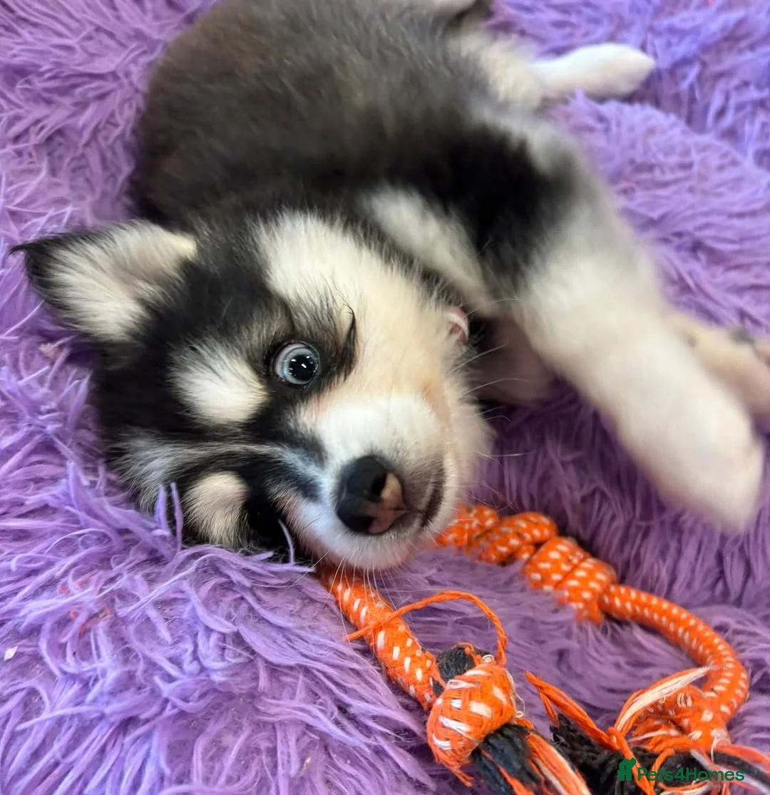 Pomsky dogs for sale: Healthy tested Pomskies Puppies Ready. in Fleetwood - Advert 2