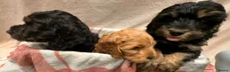 Cockapoo dogs for sale: 🐾 **Beautiful Miniature F1b Cockapoo Puppies **🐾 - Advert 6