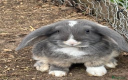 Mini Lop rabbits for sale: Mini Lop Rabbits - Image 2
