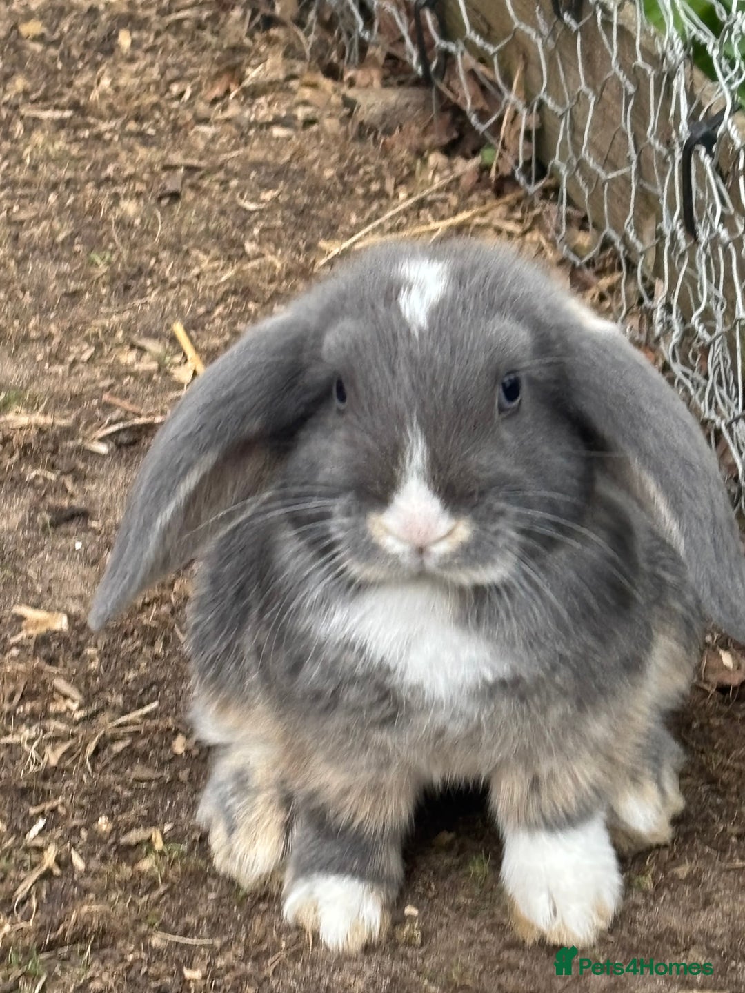 Mini Lop rabbits for sale: Mini Lop Rabbits - Image 2
