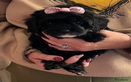 Cavapoo dogs for sale: TOY Fluffy Cavapoo’s From Health Tested Parents - Image 7