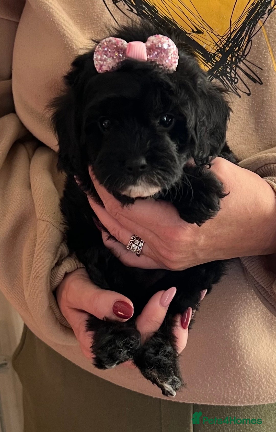 Cavapoo dogs for sale: TOY Fluffy Cavapoo’s From Health Tested Parents - Image 7