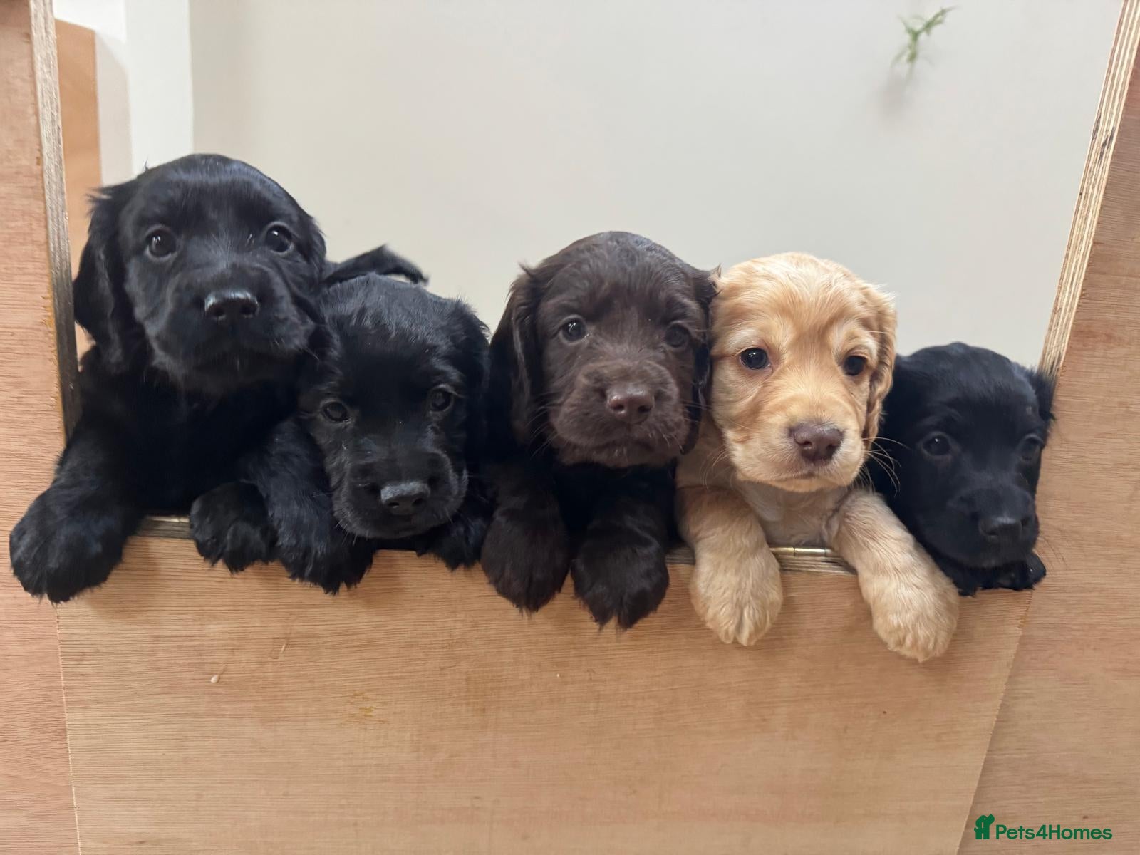 Cocker Spaniel dogs Pedigree Cocker Spaniel Puppy Dog - Advert 1