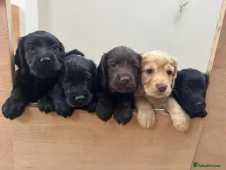 Cocker Spaniel dogs Pedigree Cocker Spaniel Puppy Dog - Advert 3